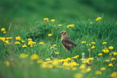 Kornweihe auf der Wiese