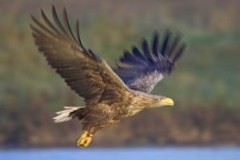 Seeadler